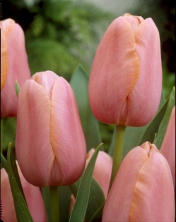 Tulpen Menton